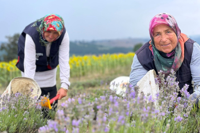 Mevsimin İlk Lavanta Hasadı Yapıldı