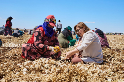 "Haydi Tarladan Sofraya" Projesi Hayata Geçirildi 