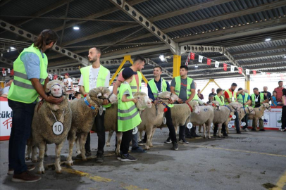 4.Küçükbaş Hayvancılık Festivali Renkli Görüntülere Sahne Oldu