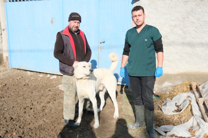 Çoban ve Bekçi Köpekleri İçin Çalışmalar Devam Ediyor