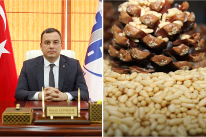 Aydın Çam Fıstığı AB Başvuru Sürecini Başarıyla Tamamladı