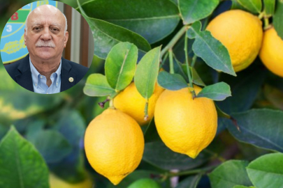 Üretici - Market Arasında En Fazla Fiyat Farkı Limon'da