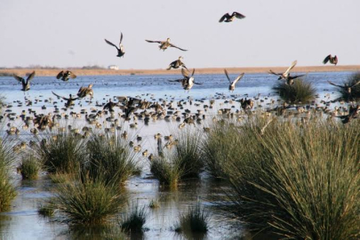 Sulak Alanlar Yöre ve Ülke Ekonomisine Büyük Katkı Sağlıyor