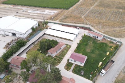Odunpazarı Belediyesi Hayvan Mezarlığı ve Barınak İçin Mücadele Veriyor
