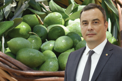 Aydın Memecik Zeytini Avrupa Birliği’nde Tescillendi!