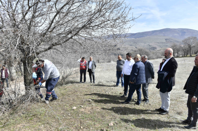 Yabani Sakız Ağaçları Ankara Fıstığı Olacak