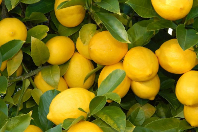 Bu Limonlar Çürüsün Diye mi Bekliyorlar?