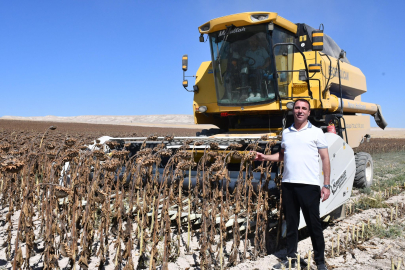 Beylikova'da Yağlık Ayçiçeği Hasadı Başladı