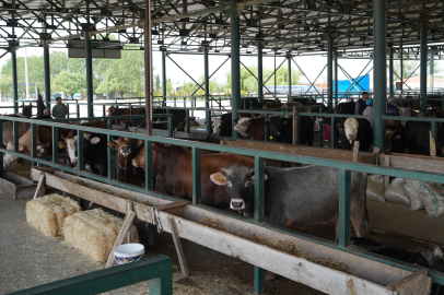 Şap Hastalığı Geri Döndü, Hayvan Pazarı Geçici Olarak Kapatıldı