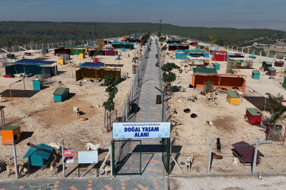 Hayvan Bakımevi ve Doğal Yaşam Alanı Yükseliyor