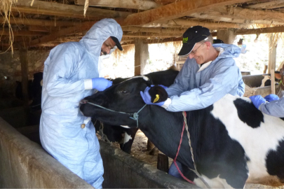 Odunpazarı'nda Şap Hastalığı Alarmı!