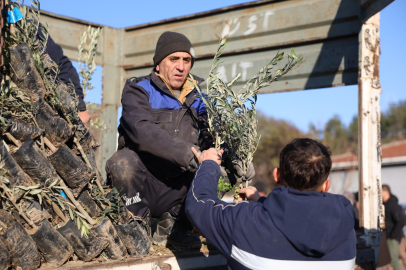 Büyükşehir'den Üreticilere Zeytin Fidanı Desteği