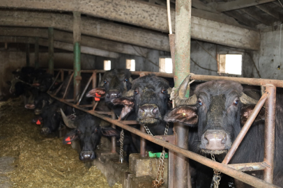 Kocaeli’de Manda Sayısı Artıyor