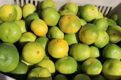 Yaş Meyve Sebze Ürünlerinin İhracat Şampiyonu Mandalina