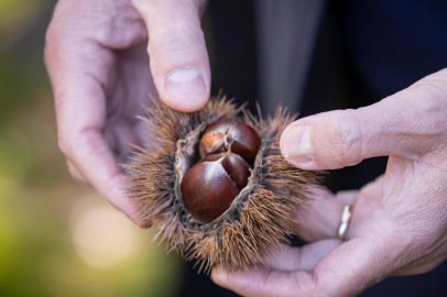 Kestane Gözümüz Gibi Korumamız Gereken Bir Tarımsal Ürün