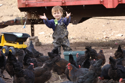 Hibeli Tavuk Desteği Üreticiye Can Suyu Oldu
