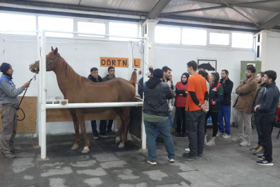 Kısraklarda Suni Tohumlama Eğitimi Gerçekleştirildi