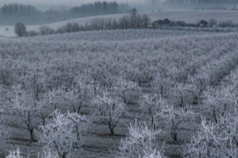 Tarım Sigortaları Kapsamında 4,2 Milyar Lira Hasar Tazminatı Ödendi