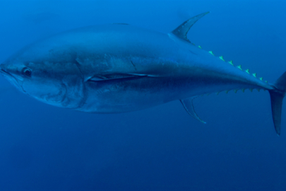 Mavi Yüzgeçli Orkinos Kotası Yüzde 20 Arttırıldı