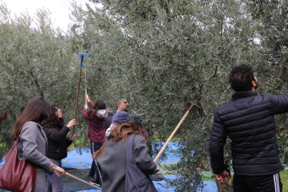 Gençler Zeytinin Yolculuğuna Tanıklık Etti