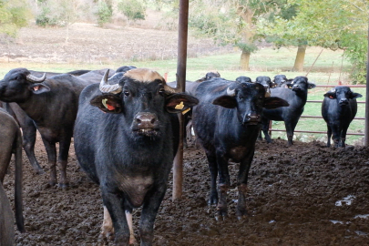 Halk Elinde Islah Projelerine 2,7 Milyar TL Destek