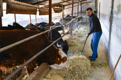 Manda Yetiştiricilerine Ücretsiz Kaba Yem Desteği
