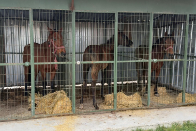 Vatandaşlara At Eti Yedireceklerdi!