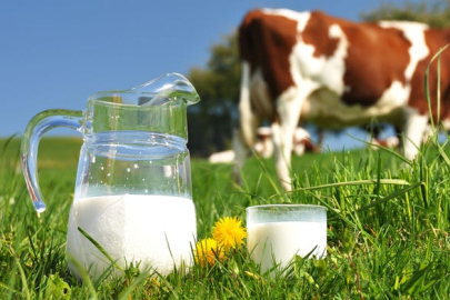 Toplanan İnek Sütü Miktarı Azalıyor