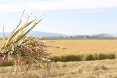 Pirinç İthalatı Ekim Ayında 13 Kat Arttı