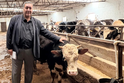 Gürer: "Şap İle Et, Süt, Buzağı ve Hayvan Kayıpları Yaşandı"