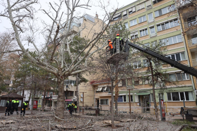 Hamamyolu'nda Ağaçlar Budanıyor