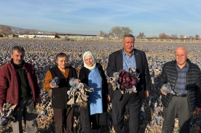 Kara Lahana Tarlada Kaldı, Markette Fiyatı Katladı!