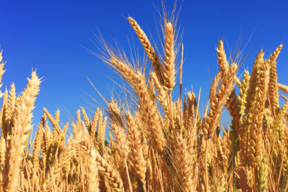 Hububat Destekleri Ne Zaman Ödenecek?