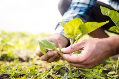 Eskişehirli Çiftçilere 225 Milyon TL Destek