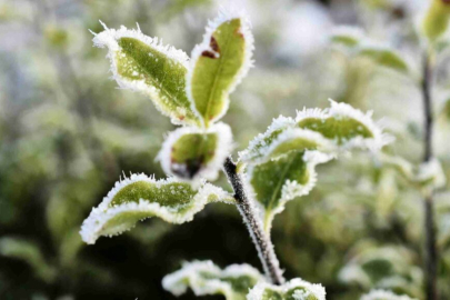 Meteoroloji'den Zirai Don Uyarısı!