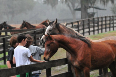 Mahmudiye’nin 200 Yıllık Asil Mirası