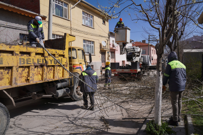 Budama Çalışmaları Tepebaşı'nda Sürüyor
