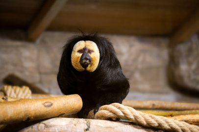 Hayvanat Bahçesine 30 Yeni Tür