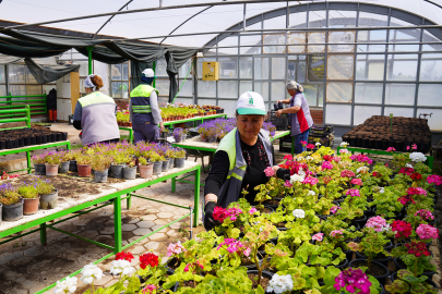 Seralarda Yetiştirilen Çiçekler Şehri Süslüyor