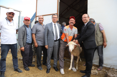 Seyitgazili Üreticilere Damızlık Koç Desteği