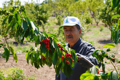 Esentepe'de Kiraz Hasadı Coşkusu
