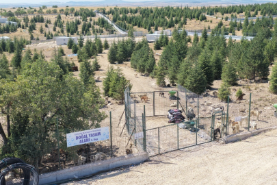 Kıravdan'da Sahipsiz Hayvanlar İçin Doğayla İç İçe Yaşam Alanı
