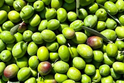 Ödüllü Dorlion Zeytinyağında Erken Hasat Heyecanı
